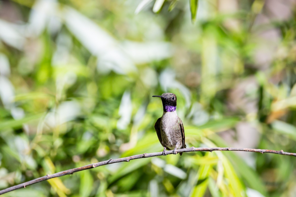 Black-chinned Hummingbird - ML625628353