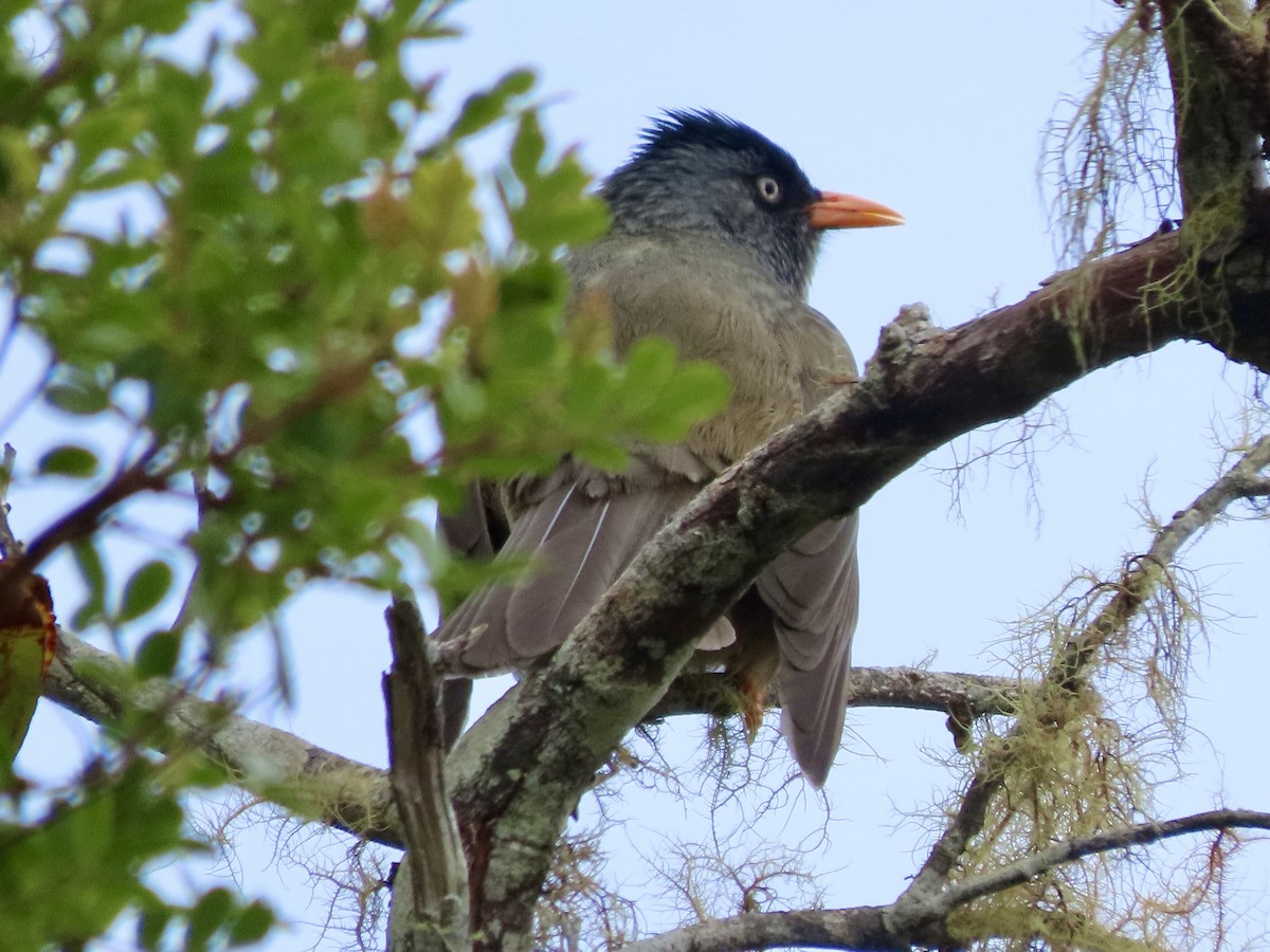 Reunion Bulbul - ML625628375