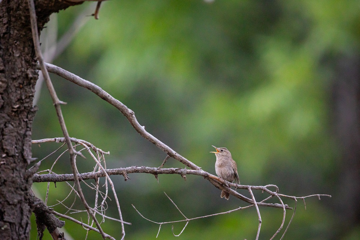 Northern House Wren - ML625628392