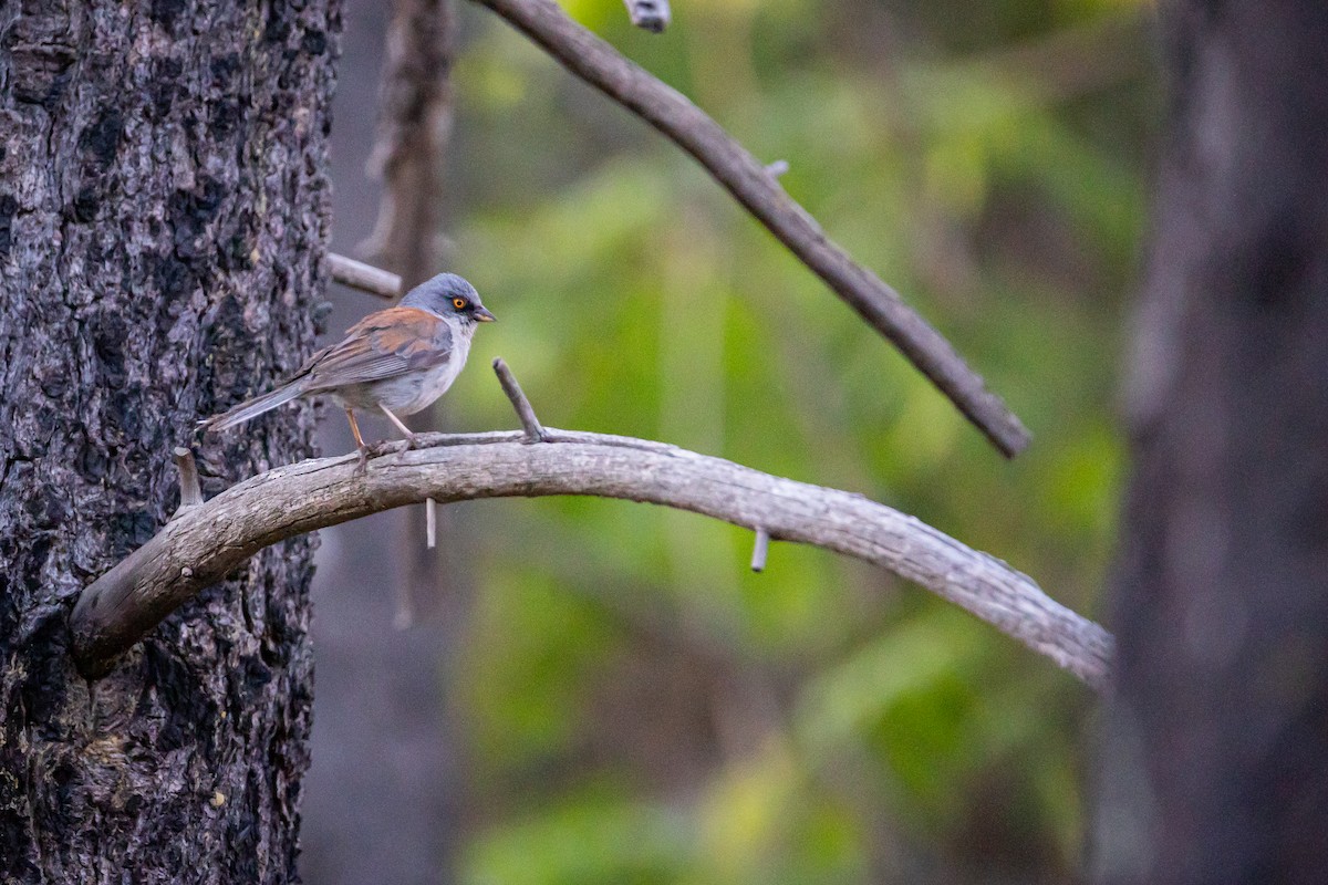 Yellow-eyed Junco - ML625628396