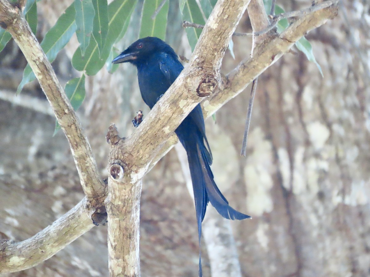 Mayotte Drongo - ML625628416