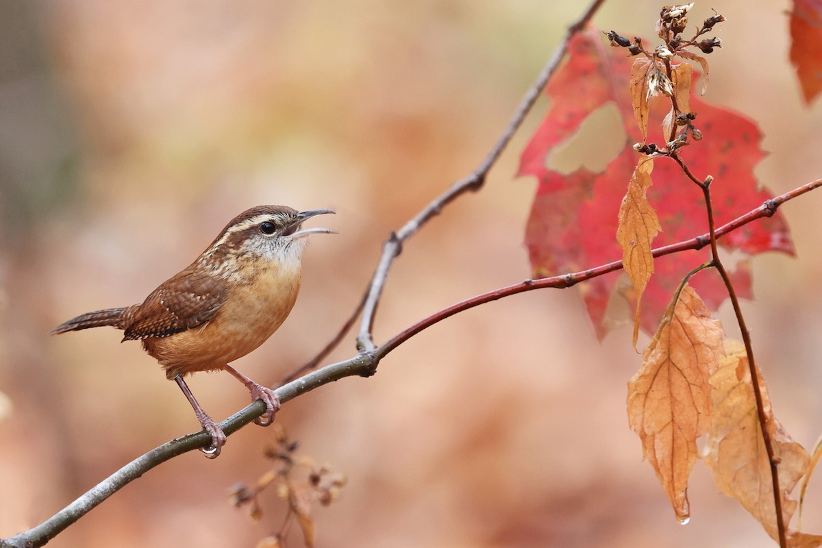 Carolina Wren - Tom Murray