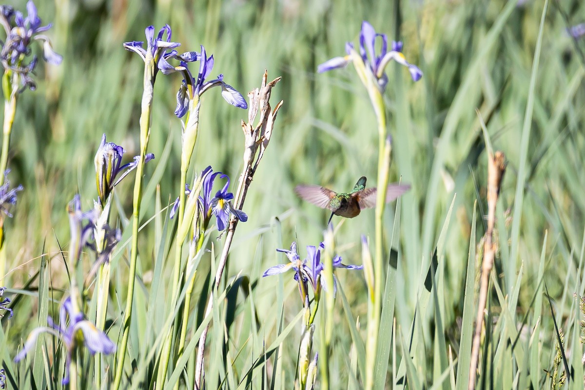 Broad-tailed Hummingbird - ML625628445