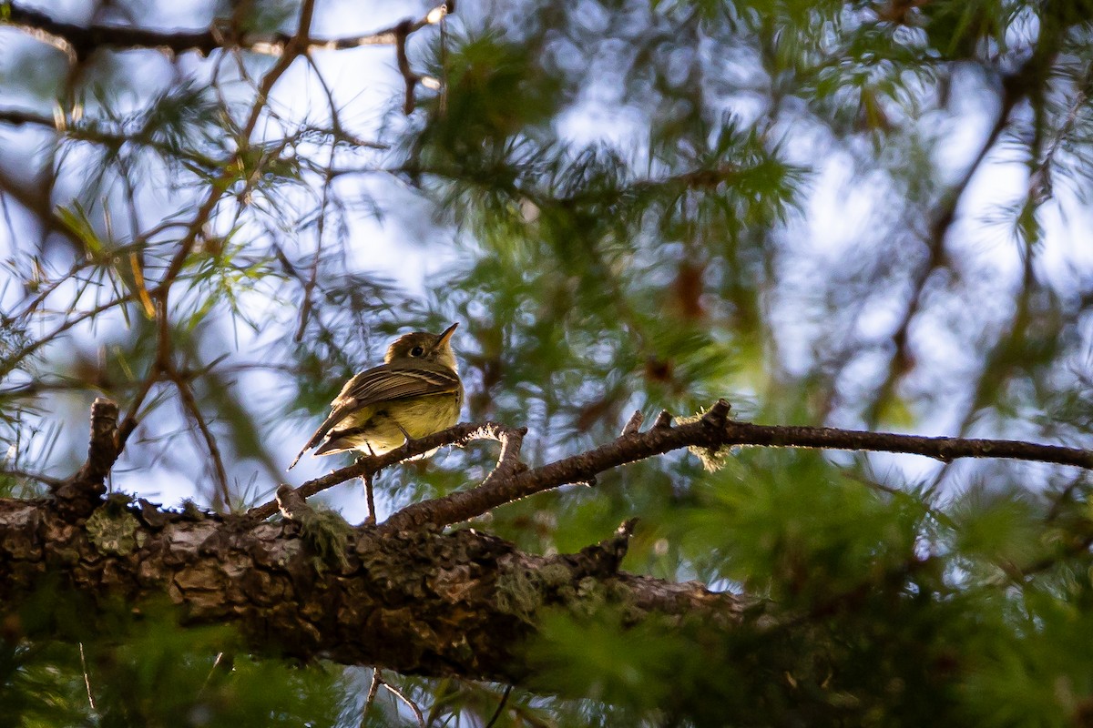 Western Flycatcher - ML625628452