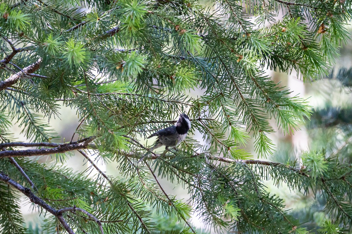 Mexican Chickadee - ML625628466