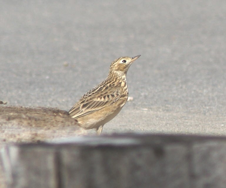 Sprague's Pipit - ML625628482