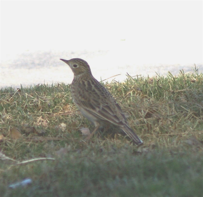 Sprague's Pipit - ML625628483