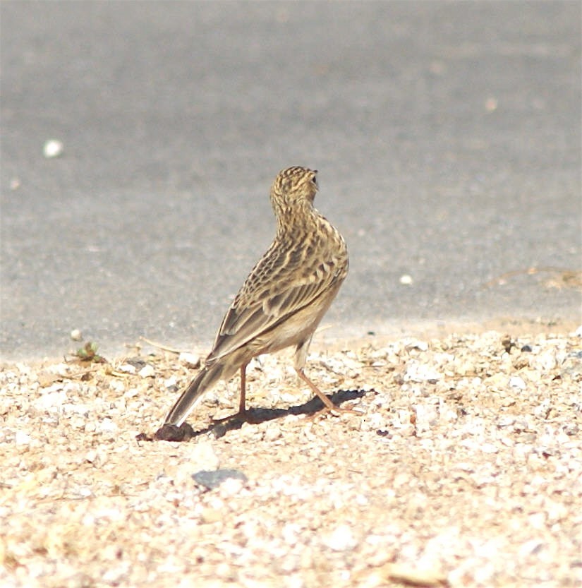 Sprague's Pipit - ML625628484