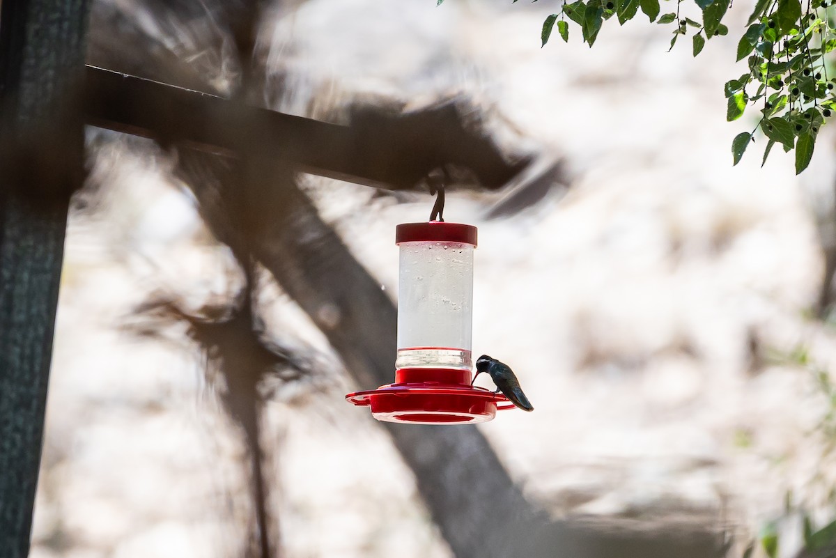 White-eared Hummingbird - ML625628554