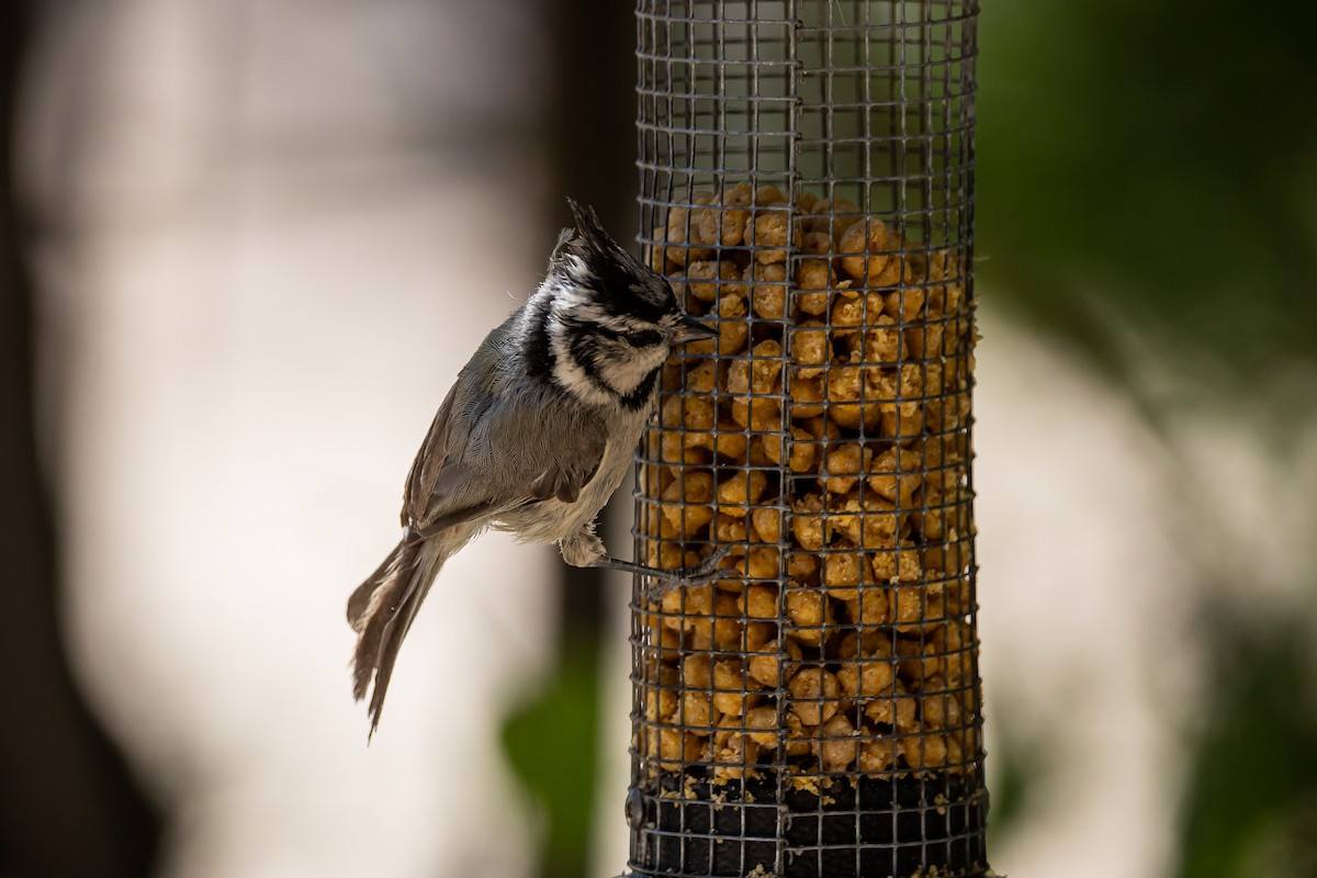 Bridled Titmouse - ML625628560