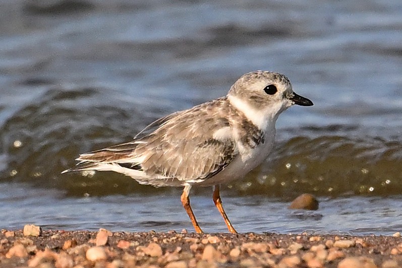 Piping Plover - ML625628571