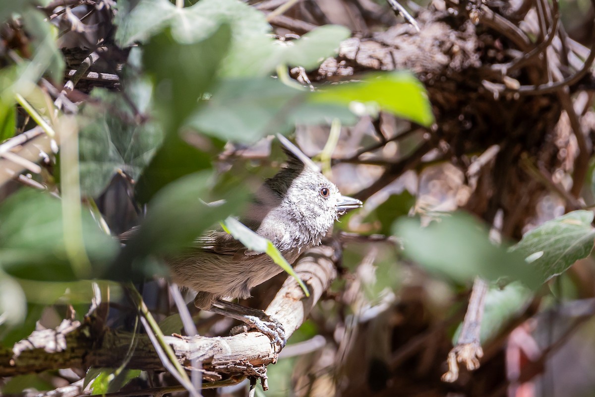 Juniper Titmouse - ML625628573