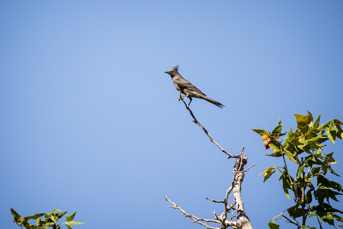 Phainopepla - Kalder Korte