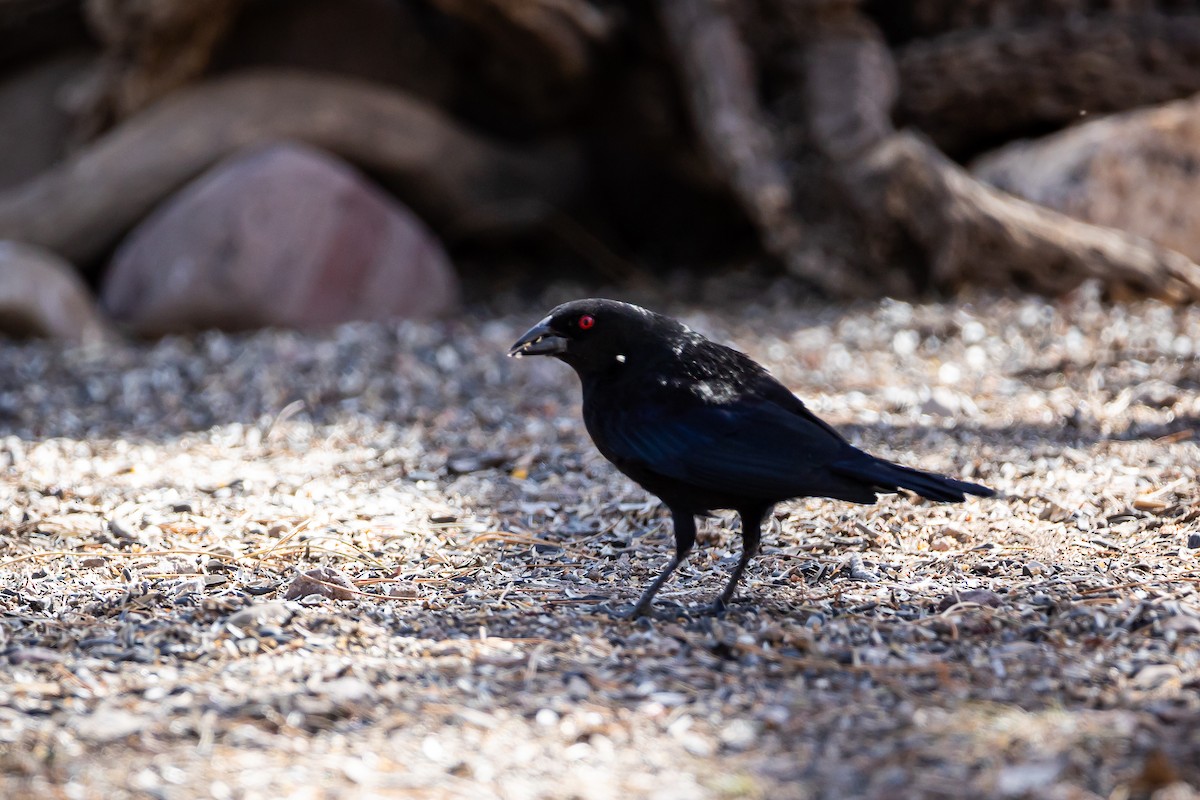 Bronzed Cowbird - ML625628620