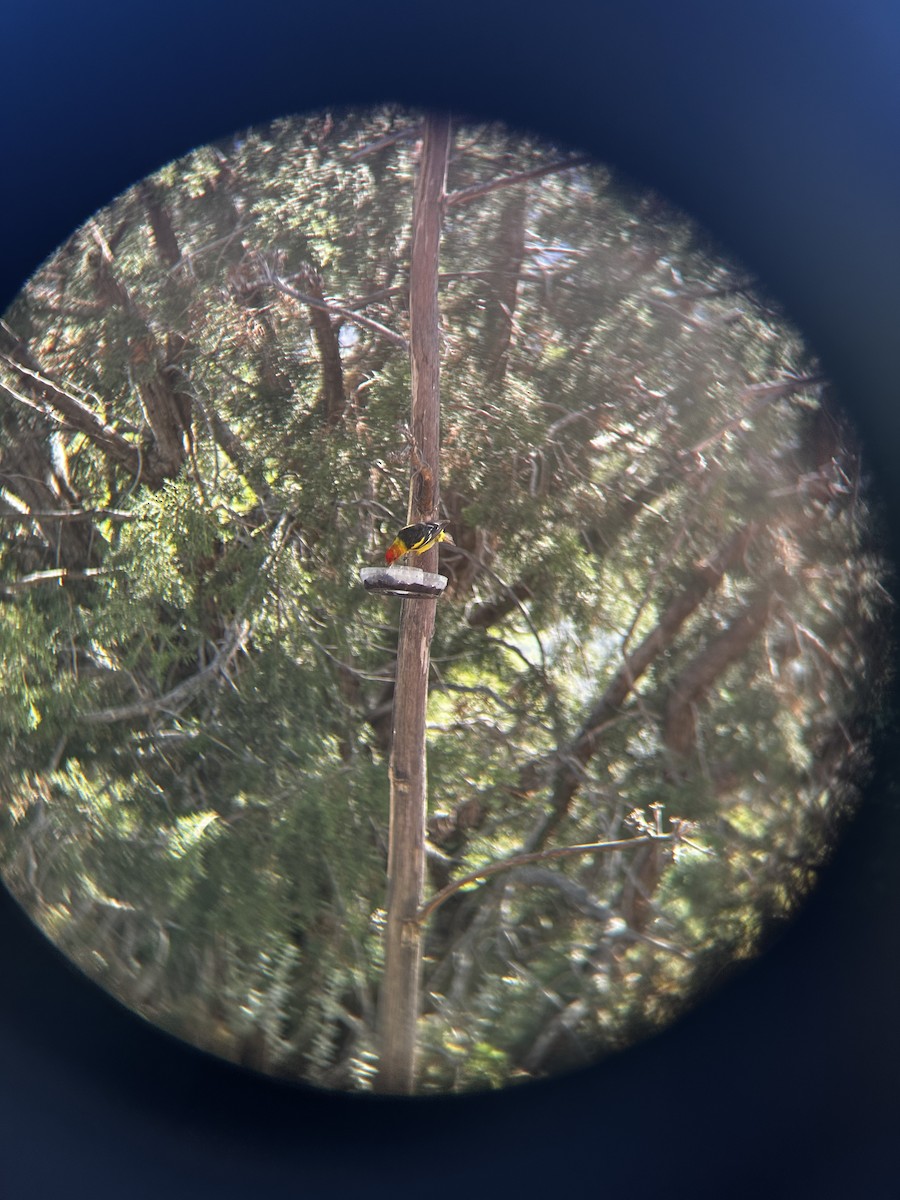 Western Tanager - ML625628643