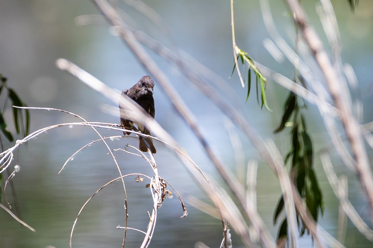 Black Phoebe - ML625628672