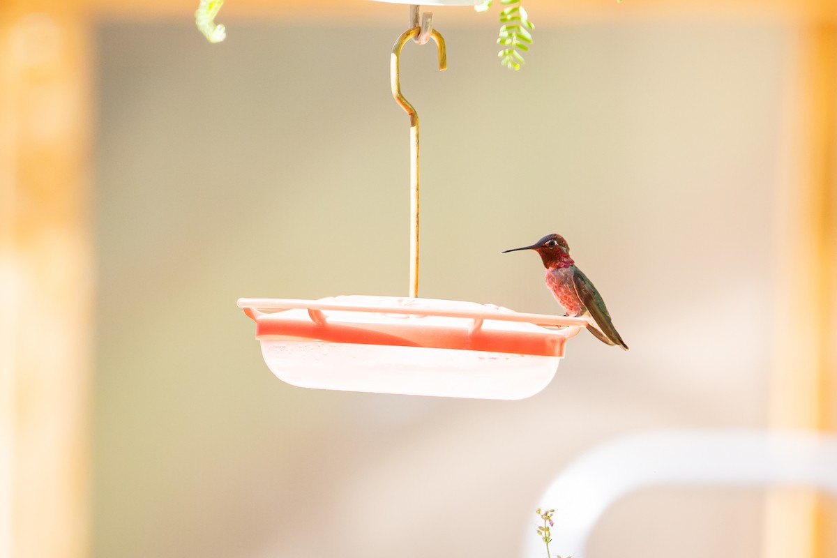 Anna's Hummingbird - ML625628699