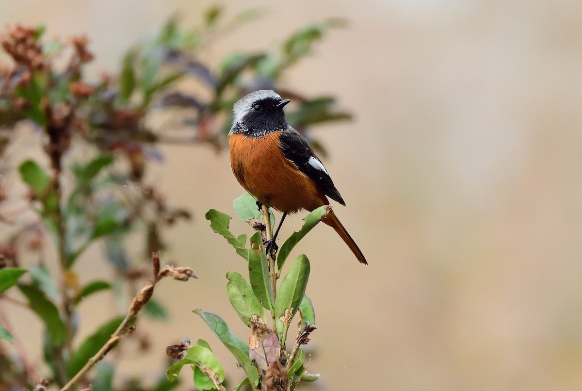 Daurian Redstart - ML625628739