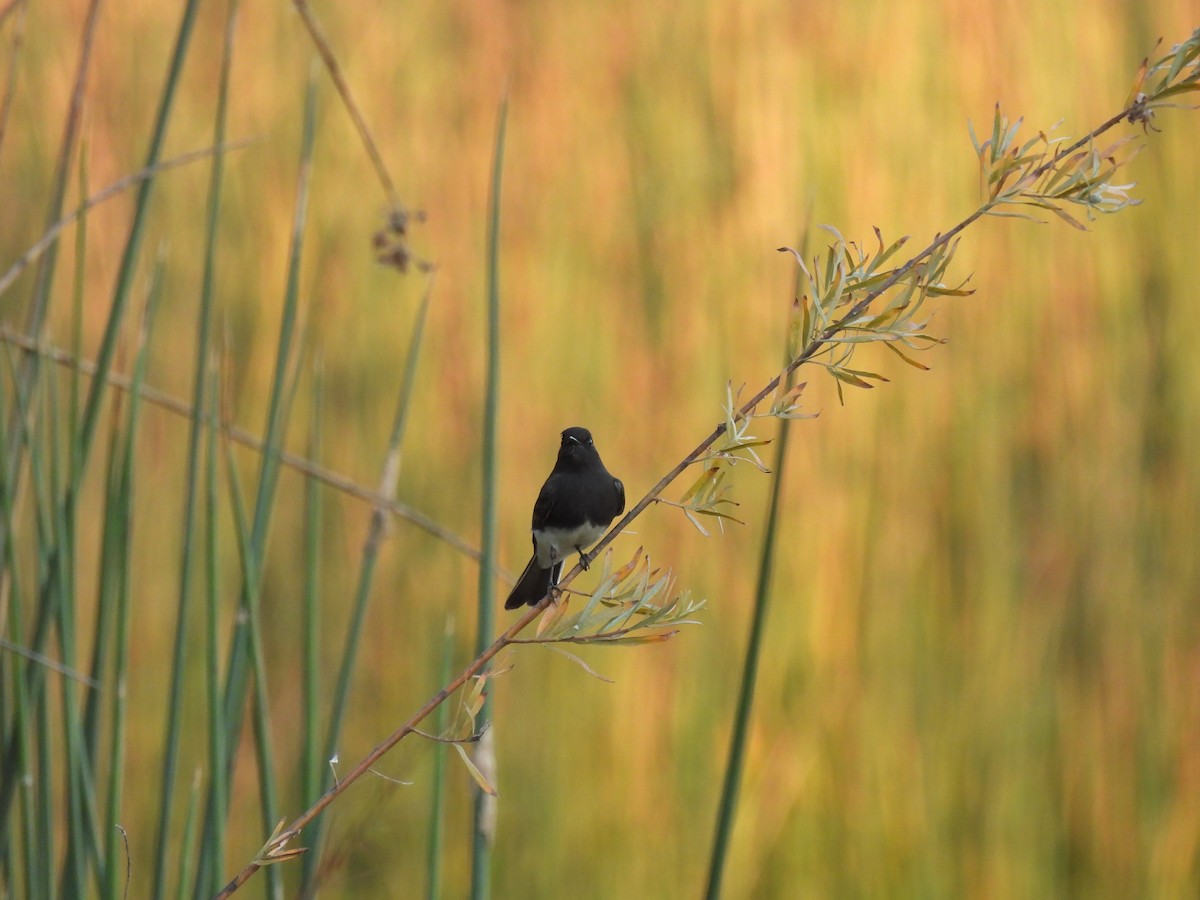 Black Phoebe - ML625628839