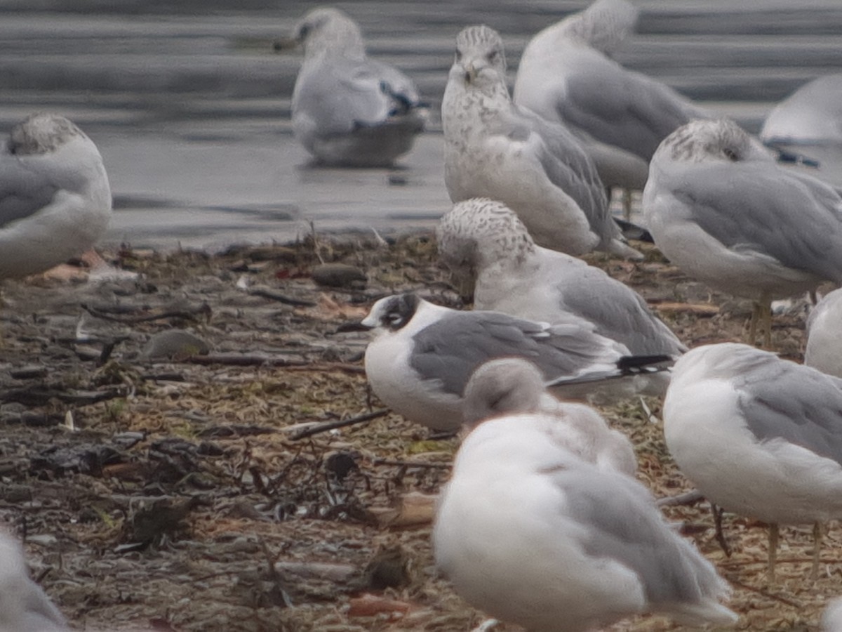 Franklin's Gull - Jay McGowan