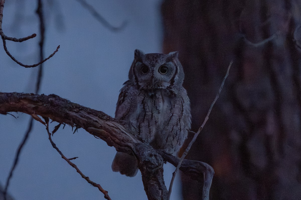 Eastern Screech-Owl - ML625628986