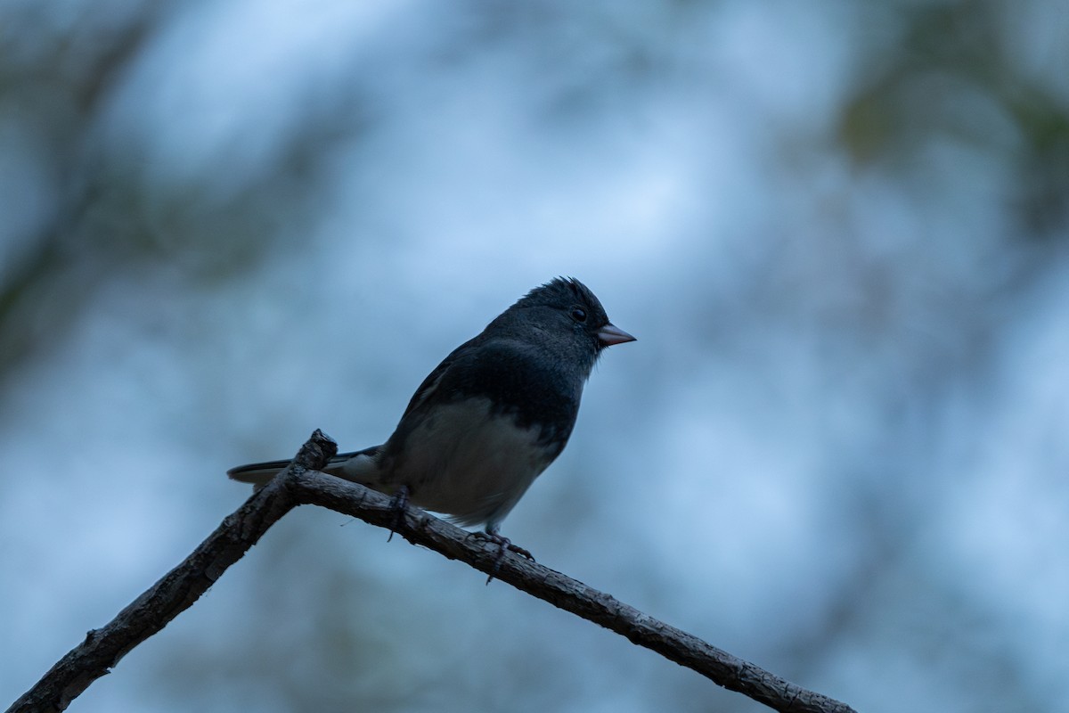 Dark-eyed Junco - ML625628991