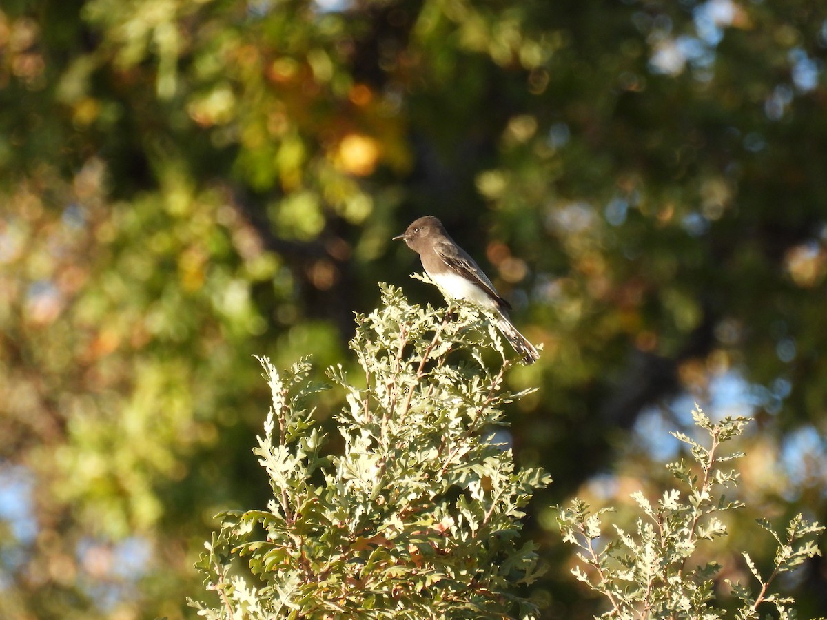 Black Phoebe - ML625628994