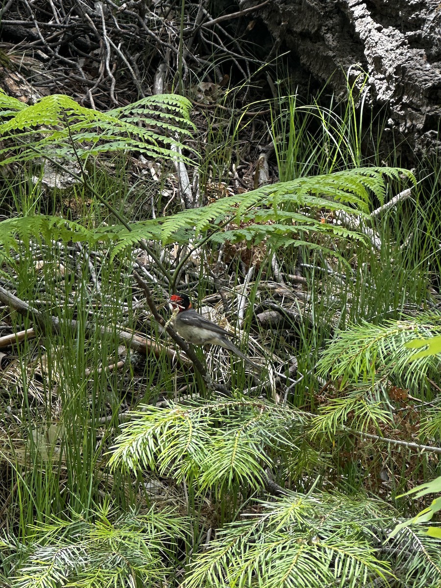 Red-faced Warbler - ML625628996