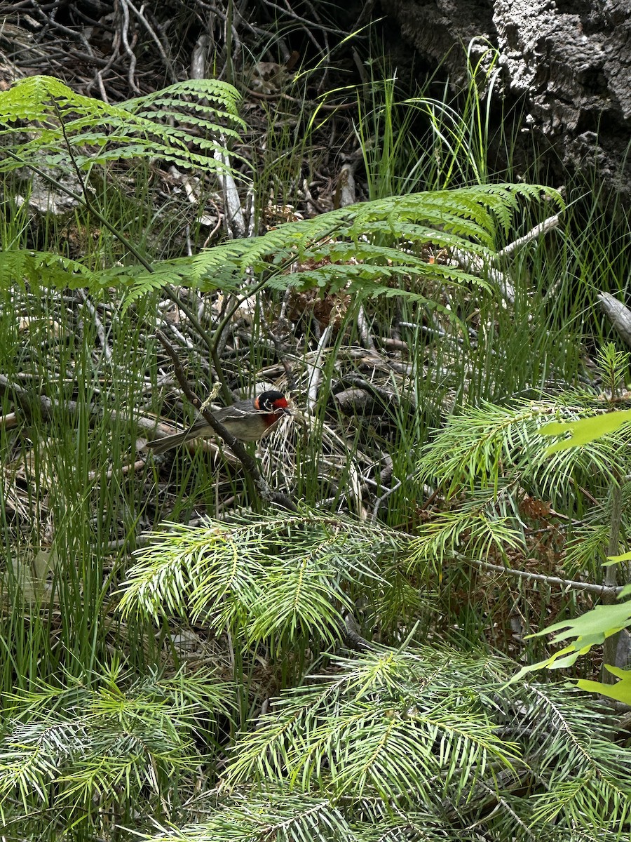 Red-faced Warbler - ML625628997