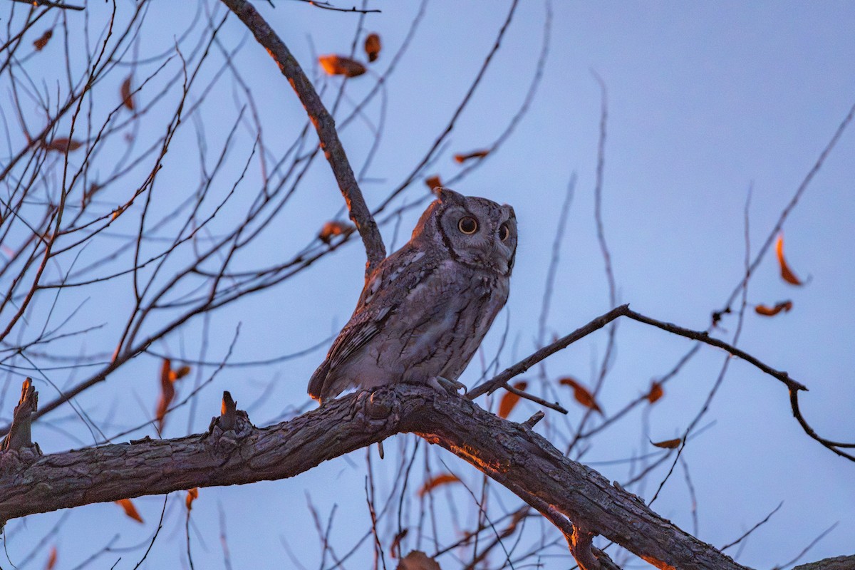 Eastern Screech-Owl - ML625629067
