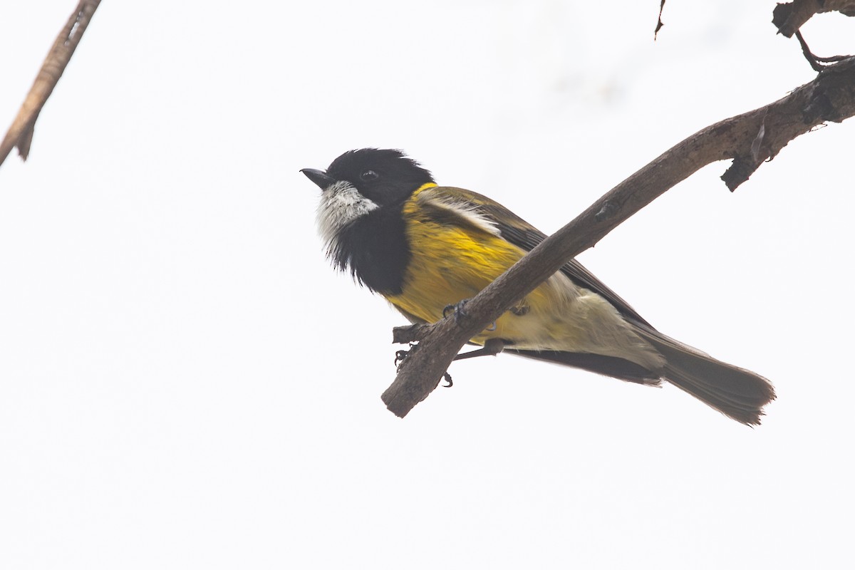 Golden Whistler (Eastern) - Ramit Singal