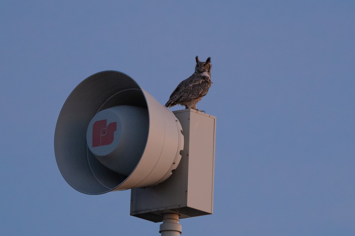 Great Horned Owl - ML625629090