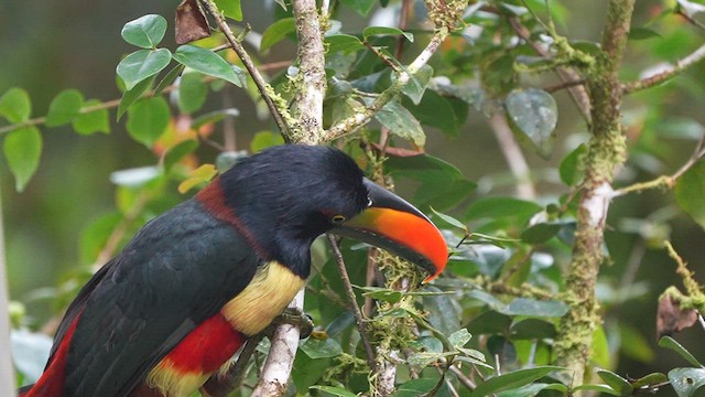 Araçari de Frantzius - ML625629303