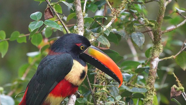 Araçari de Frantzius - ML625629304