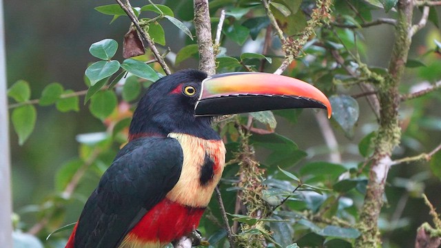 Araçari de Frantzius - ML625629305