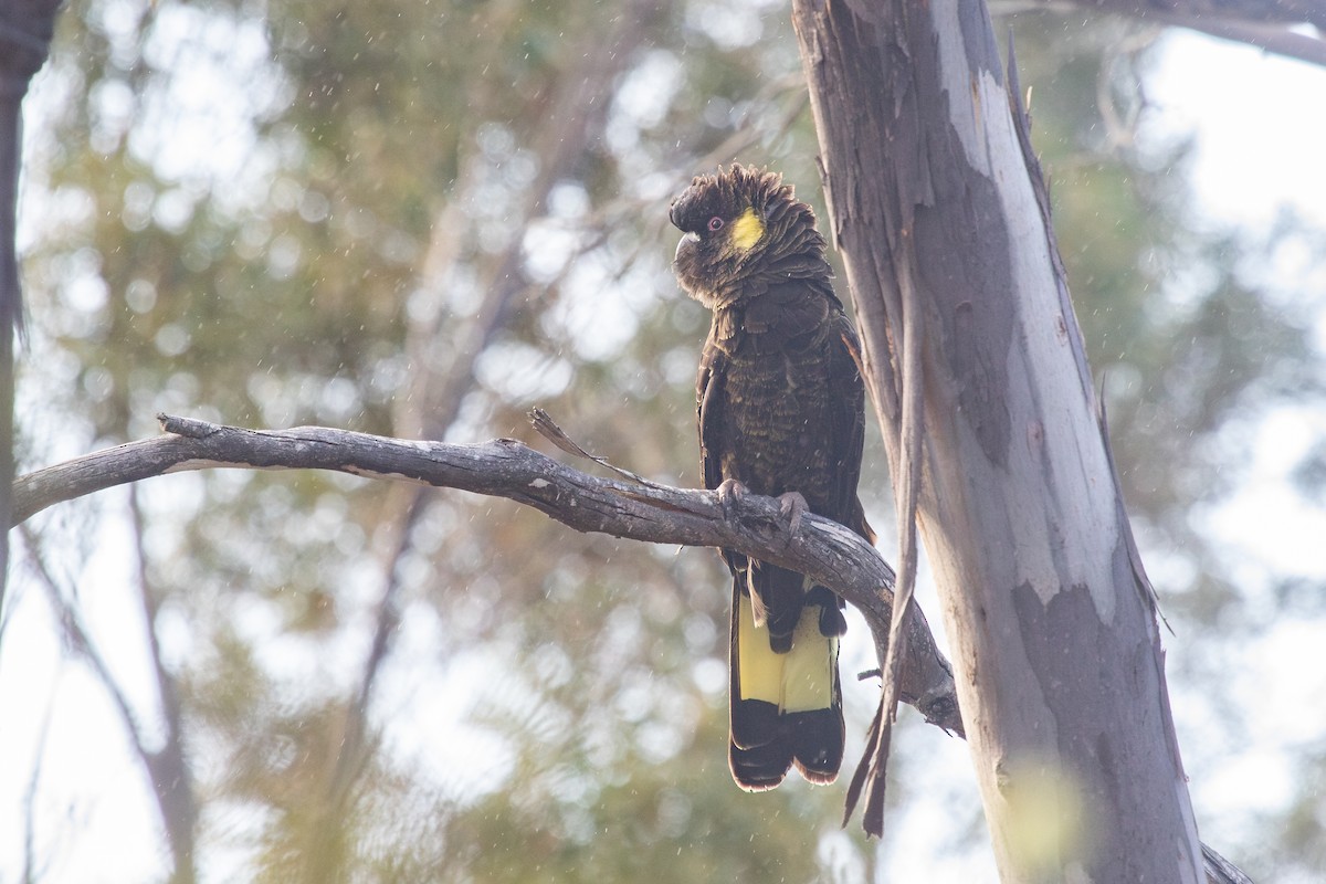 Yellow-tailed Black-Cockatoo - Ramit Singal