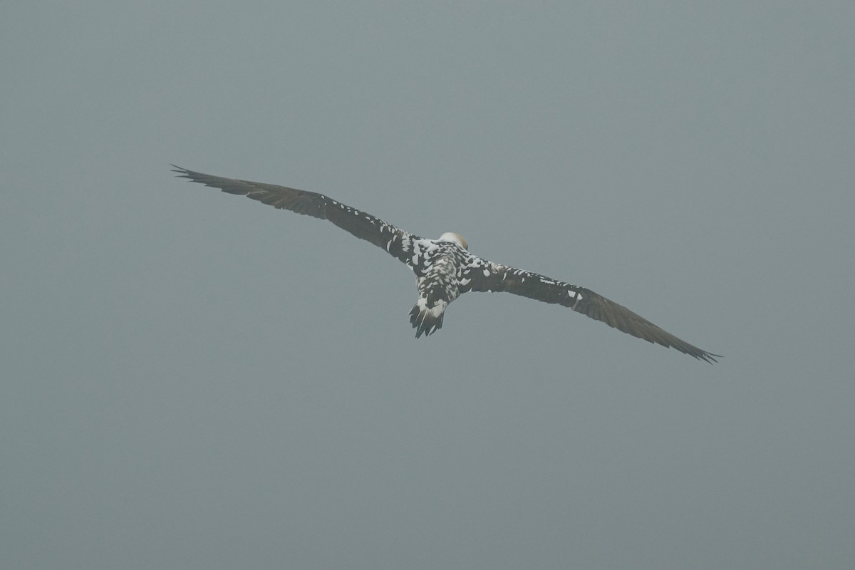 Northern Gannet - Elaine Marie