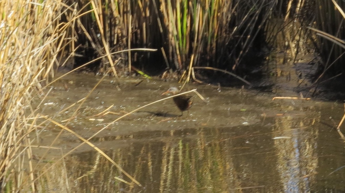 Virginia Rail - ML625629430