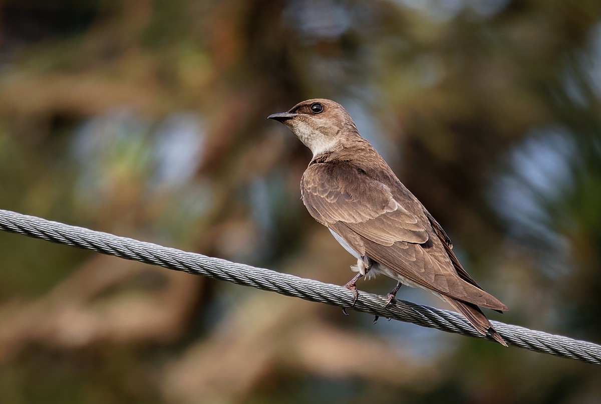 Brown-chested Martin - ML625629435