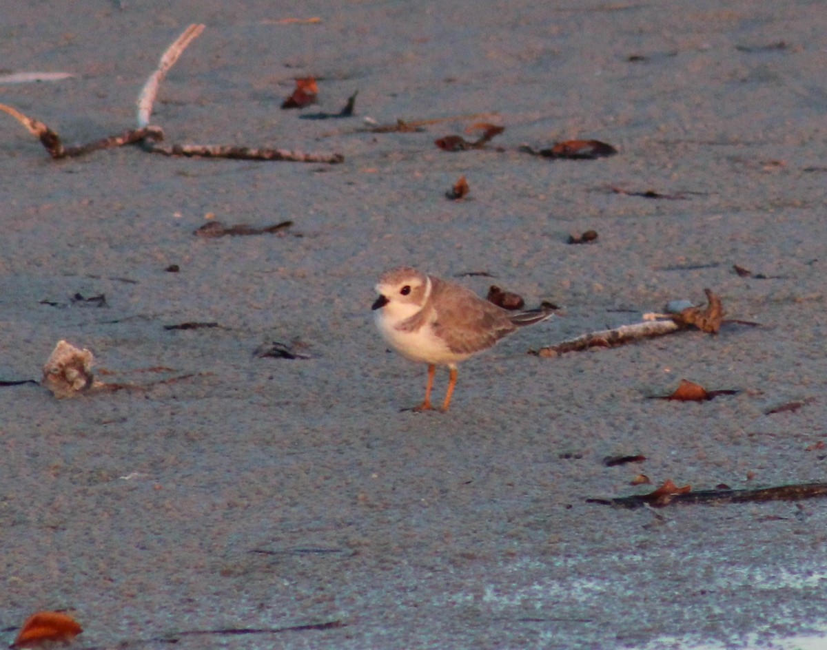 Piping Plover - ML625629525