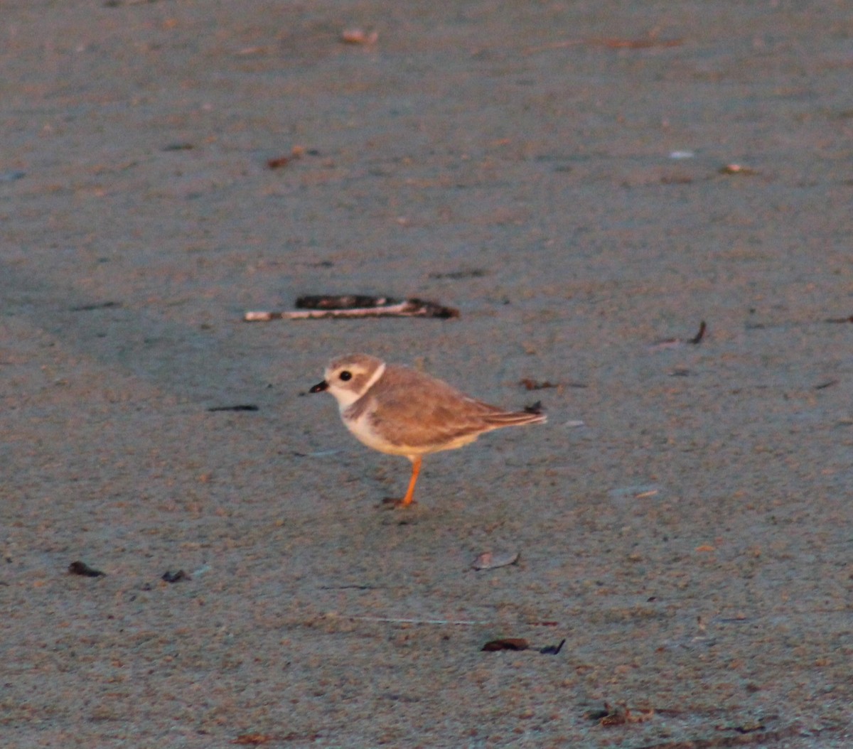 Piping Plover - ML625629541