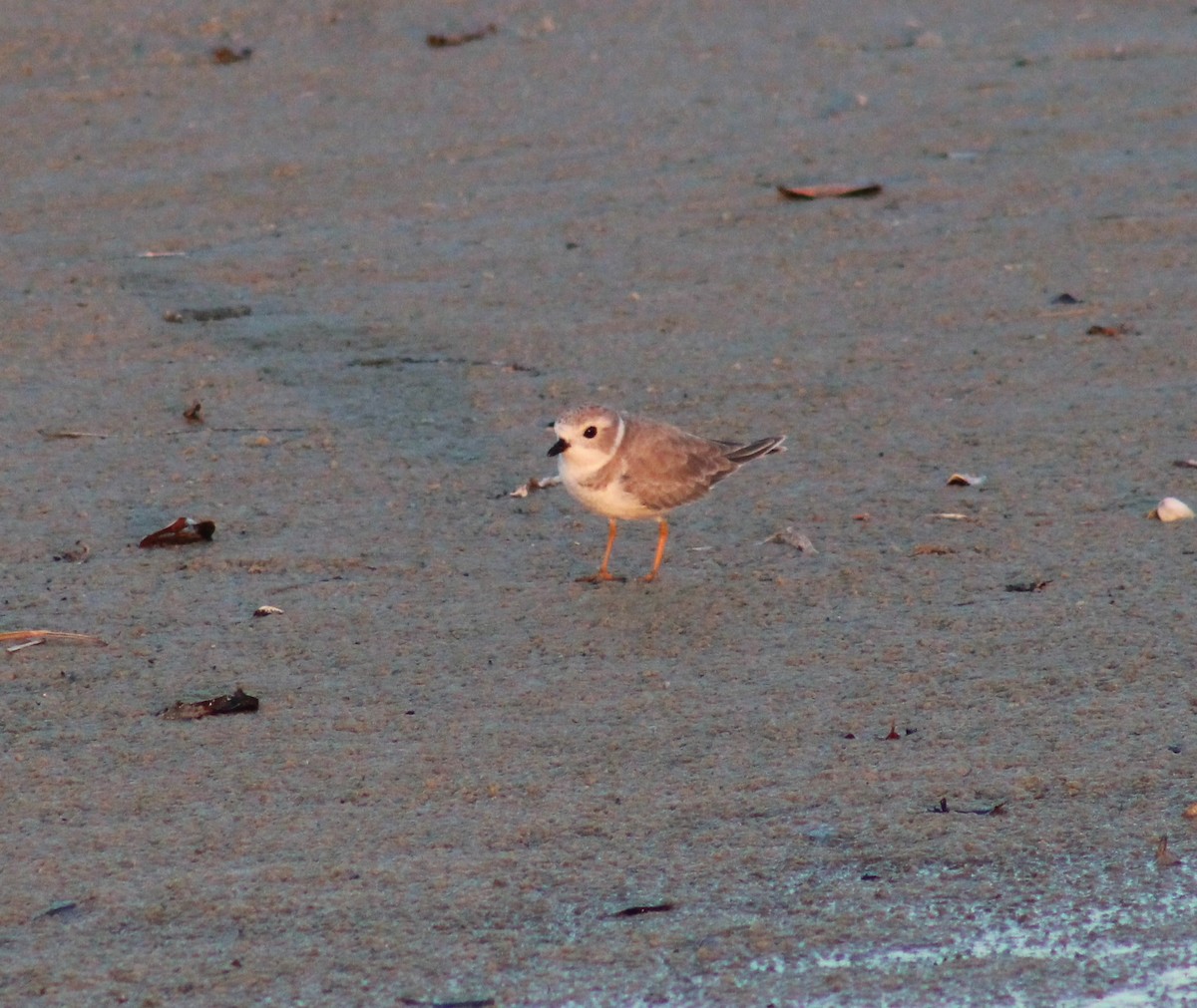 Piping Plover - ML625629548