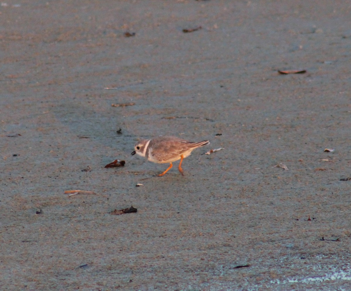 Piping Plover - ML625629560