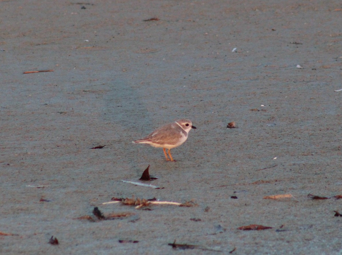 Piping Plover - ML625629567