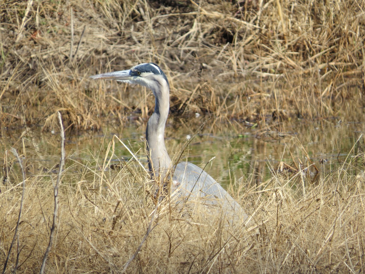 Great Blue Heron - ML625629606