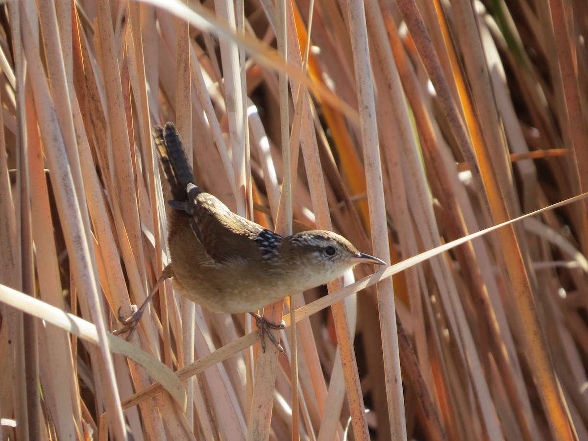 Marsh Wren - ML625629614