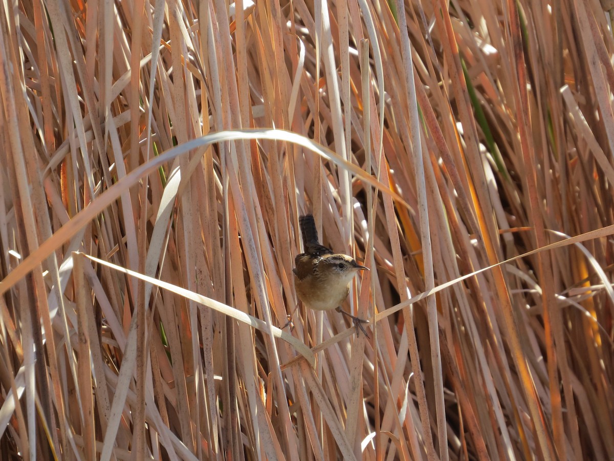 Marsh Wren - ML625629624