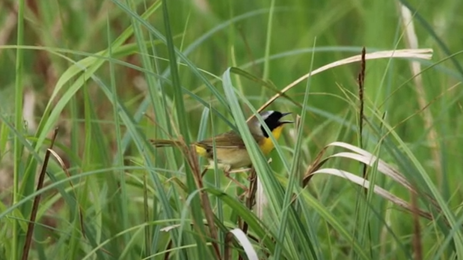 Common Yellowthroat - ML625629776