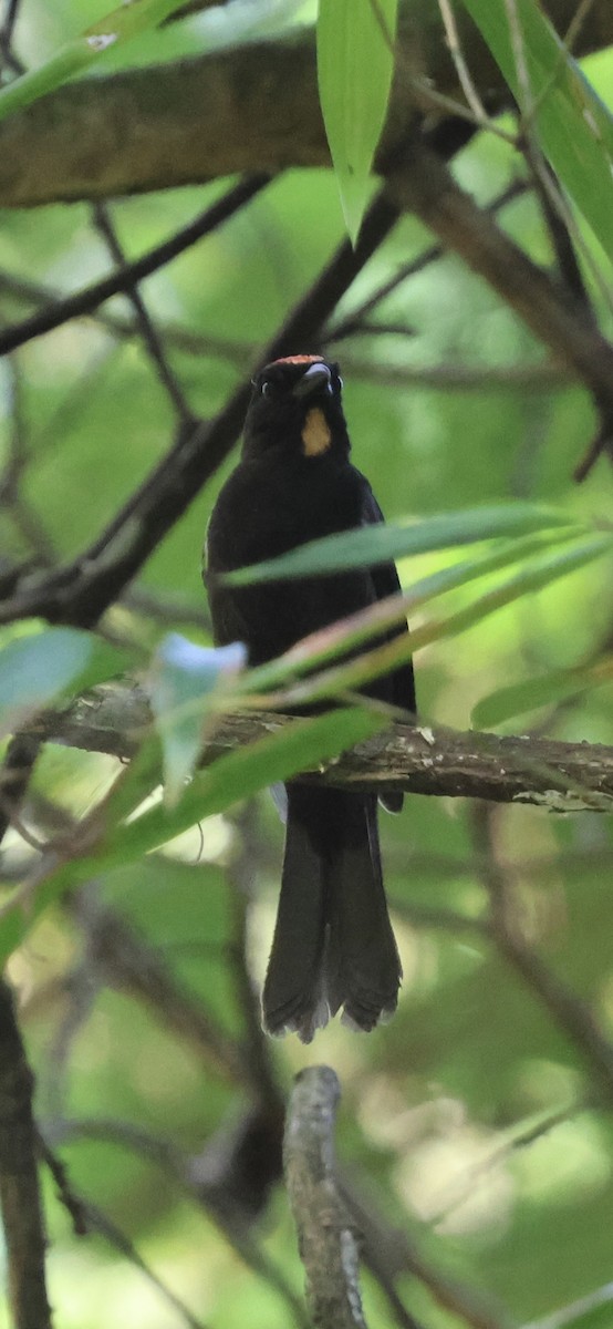 Flame-crested Tanager - ML625629782