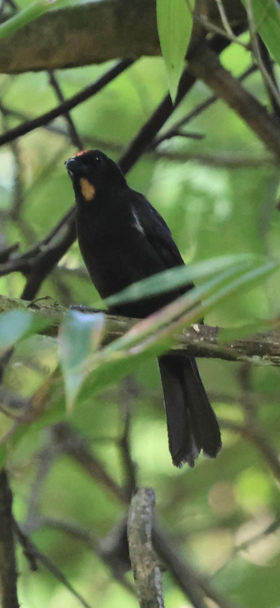Flame-crested Tanager - ML625629783